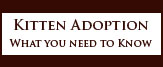 Kitten adoption, what you need to know